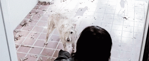 The-Walking-Dead-One-Eyed-Dog